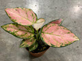 Red Valentine Aglaonema